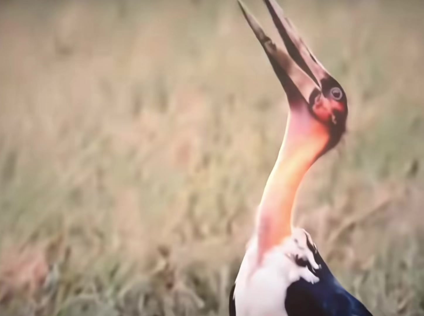 @Pukeko