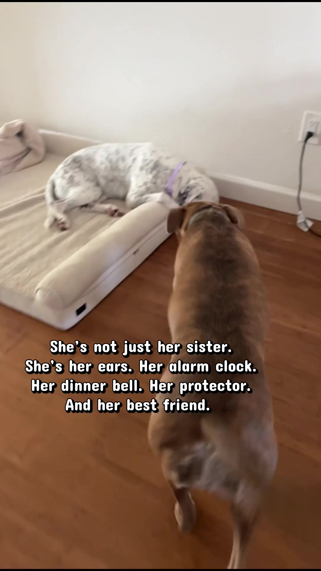 @StellatheDeafBulldane