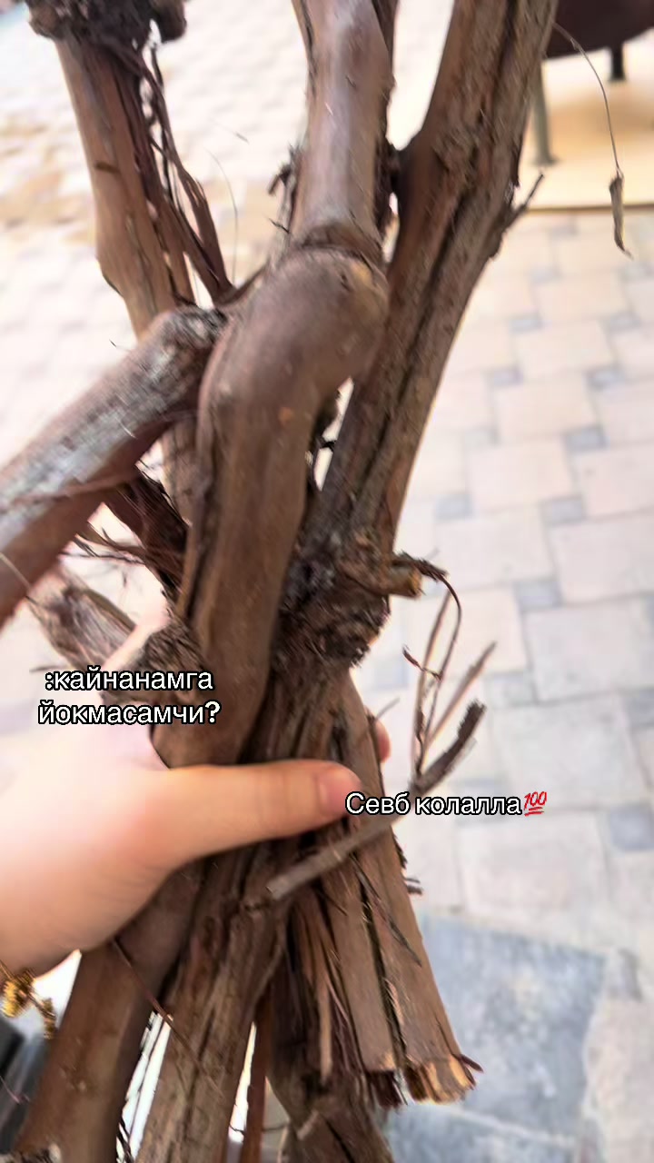 @jassurovnas