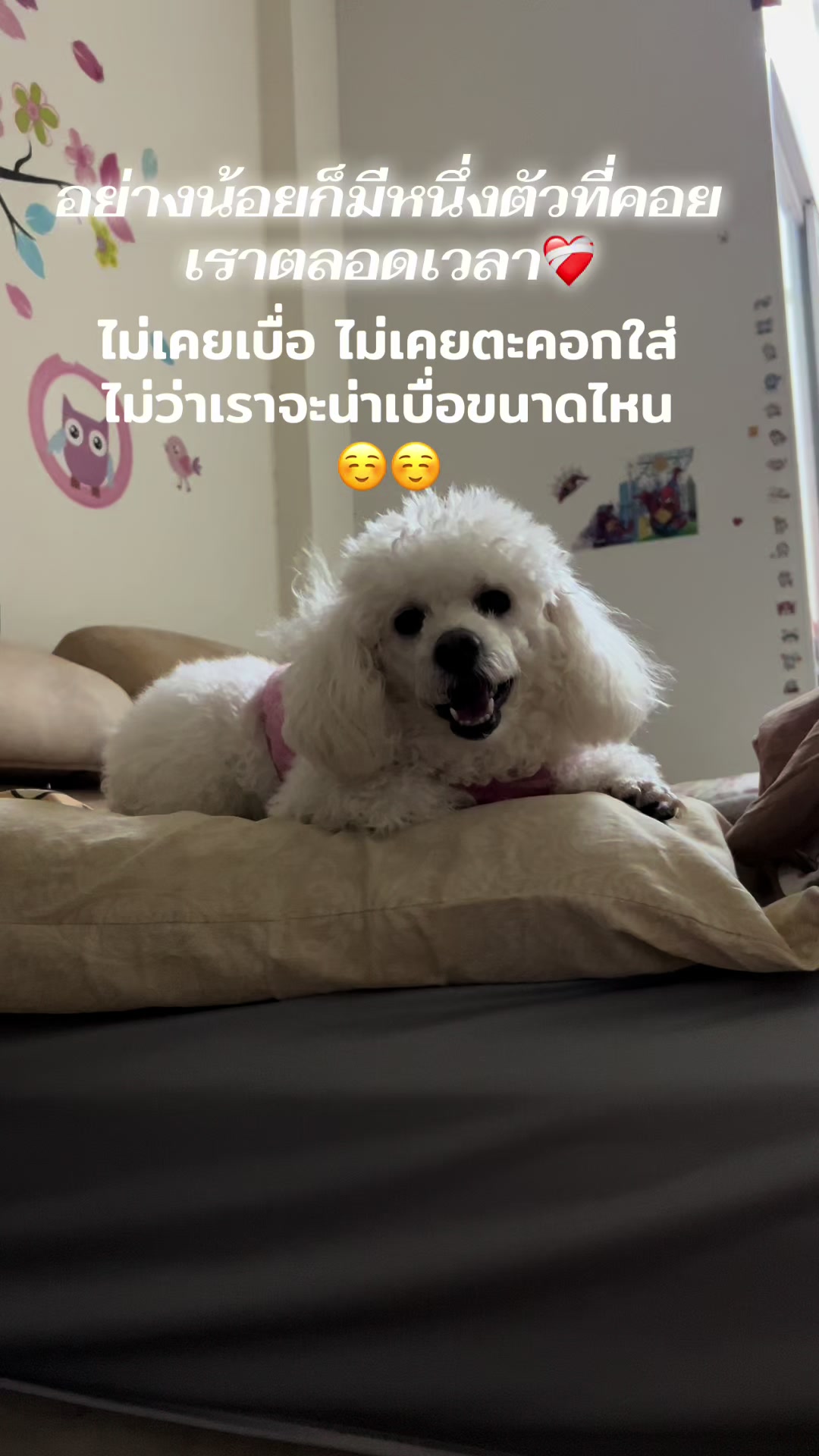 @Tip ❤️lerd🌸🌸