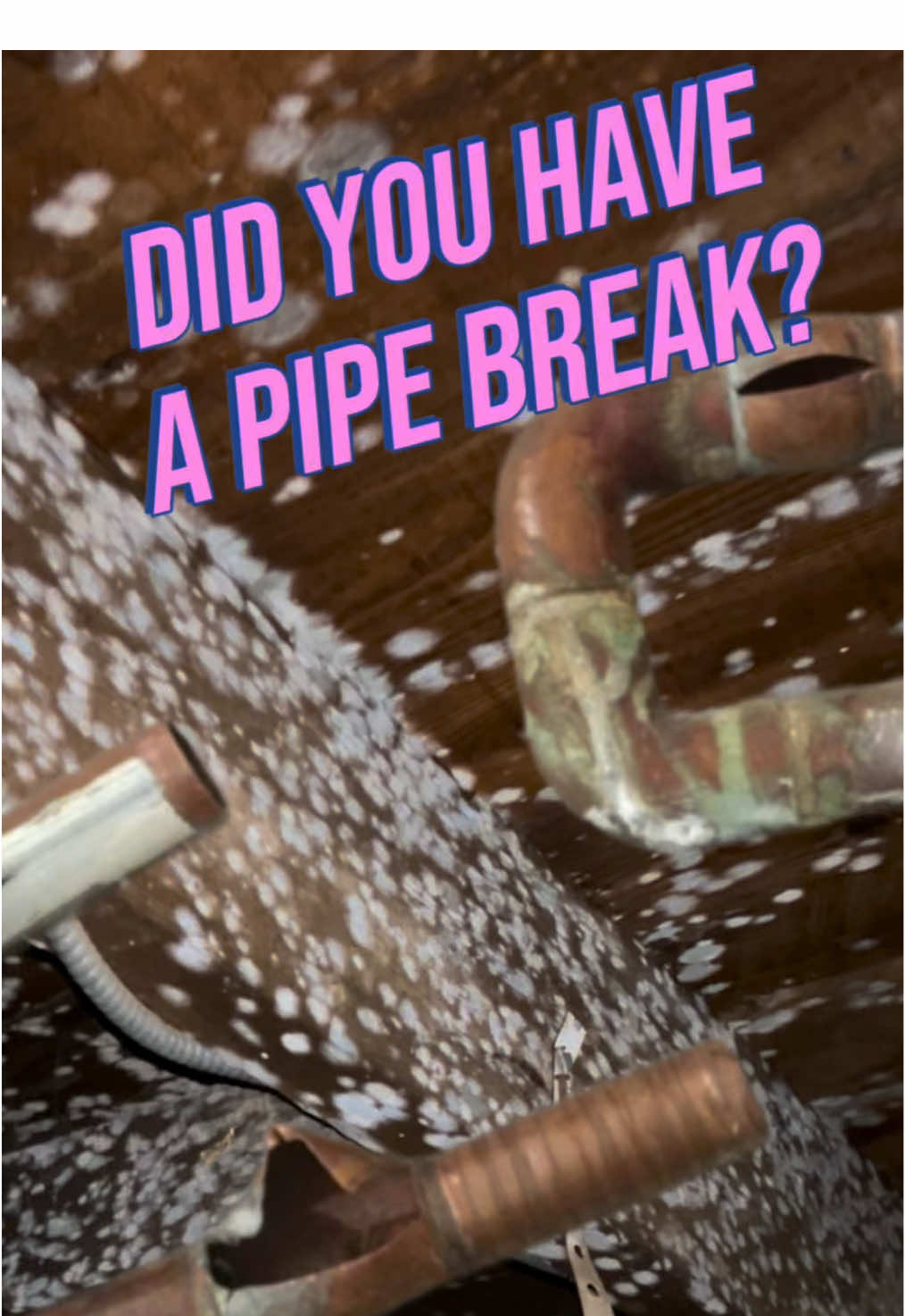 @Long Island Mold Guy