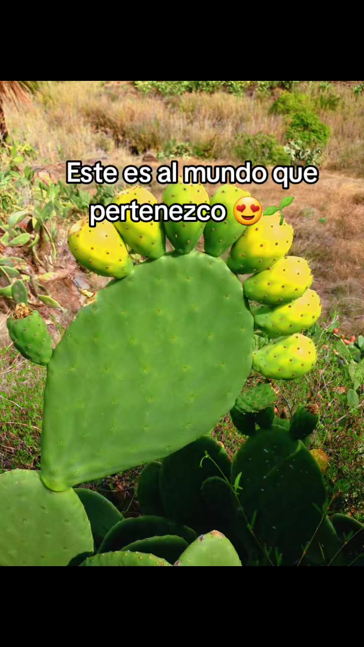 @Susana Torres