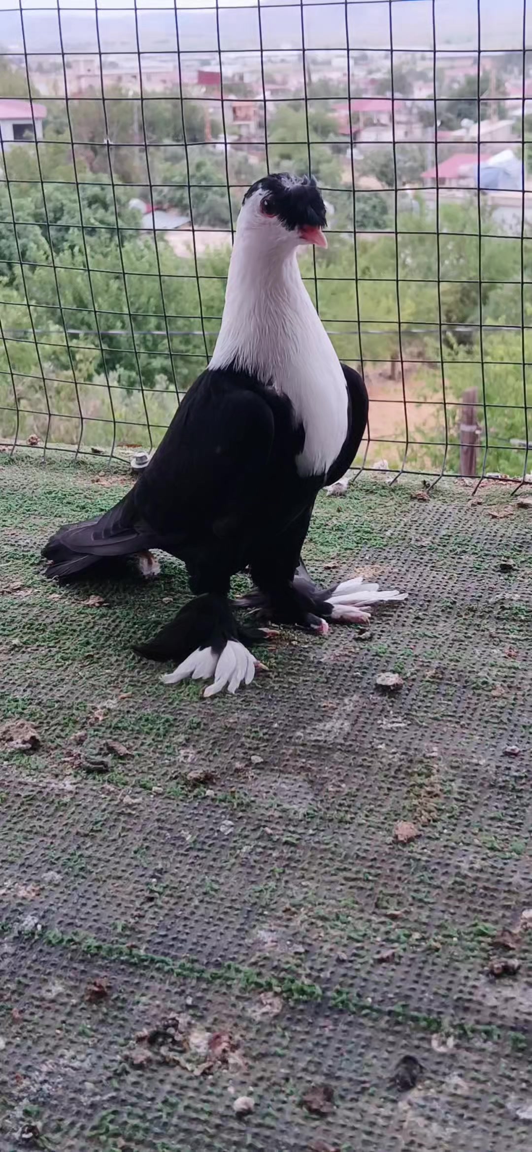 @Hamit Çomruk