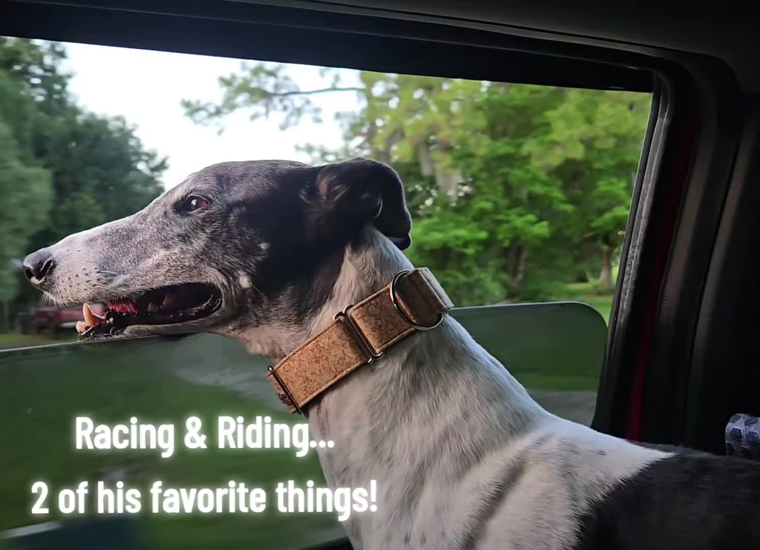 @BeniTheRetiredRacer