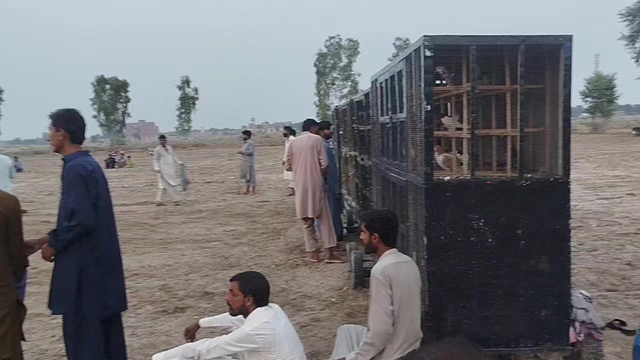 @عدیل رحمن لیہ وال کبوتر باز