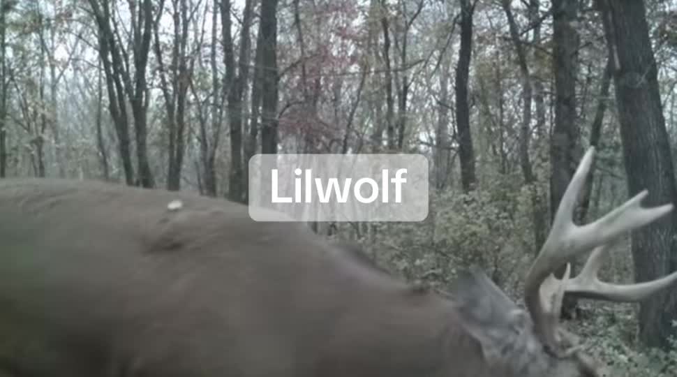 @Lilwolf
