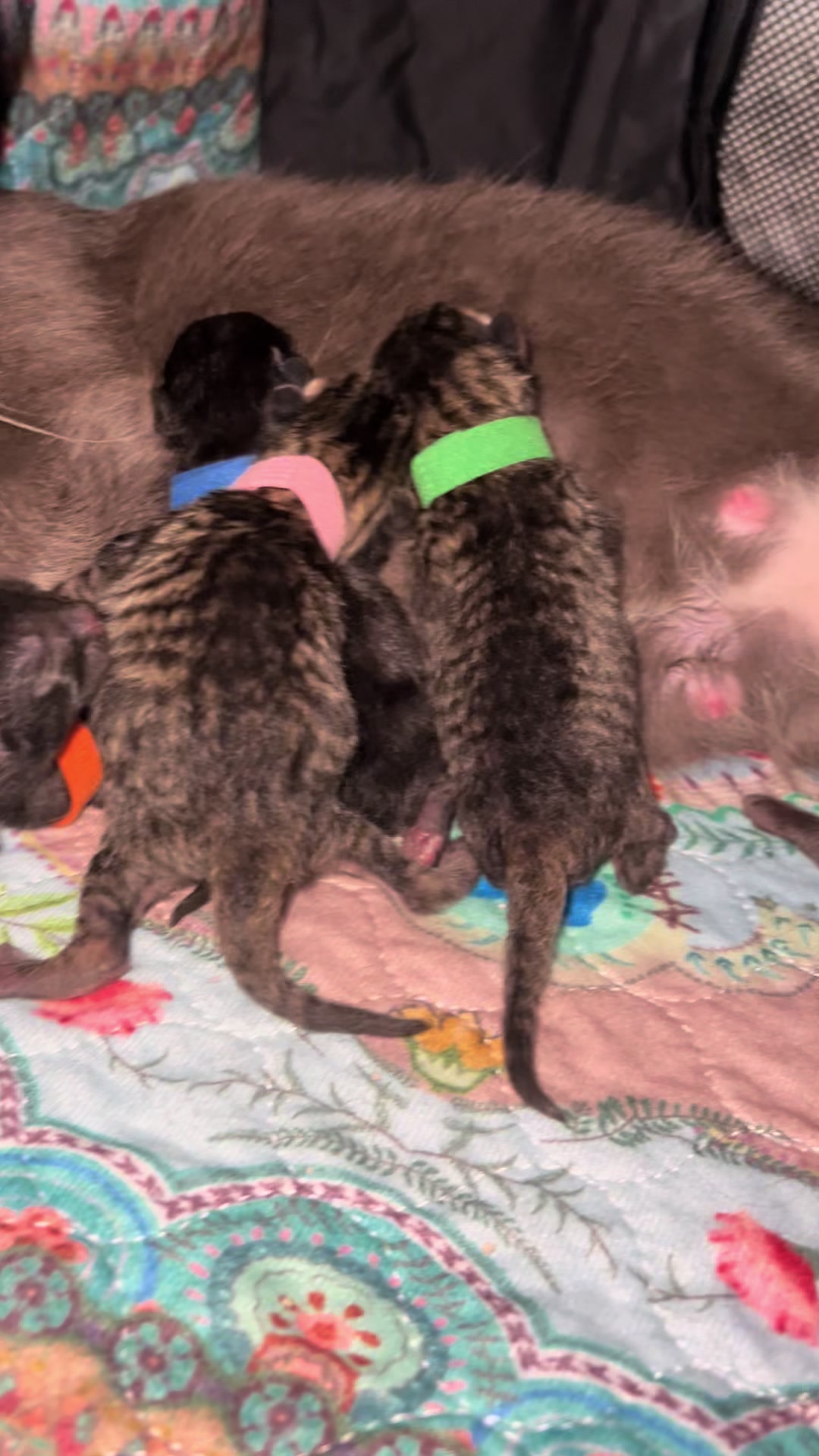 @Kitten.mama