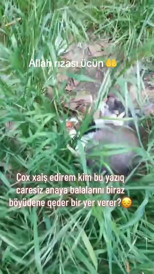 @SAHİBSİZ-HEYVANLARA-DESTEK