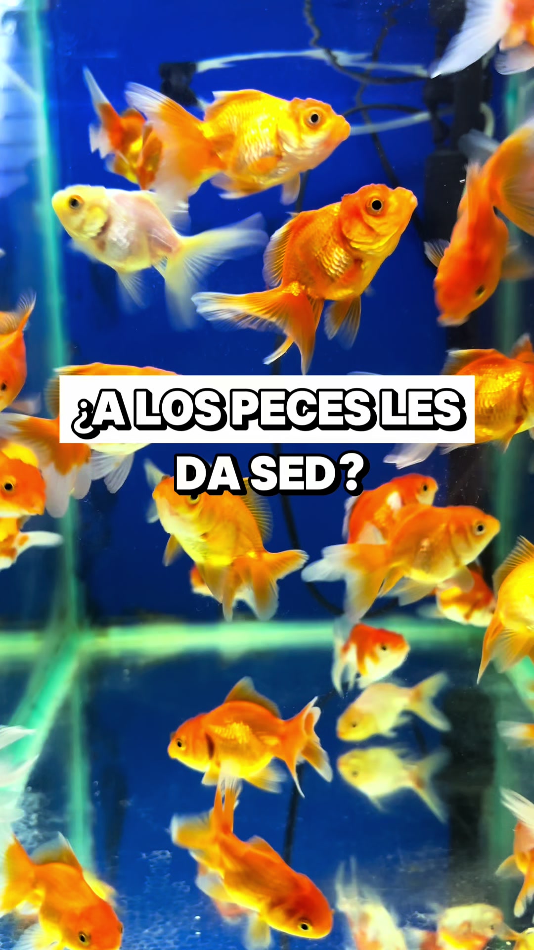 @Acuario Fish Lovers