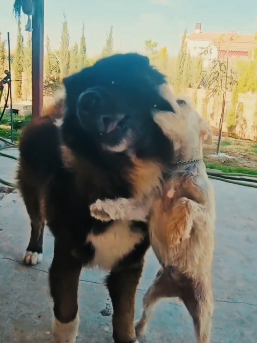 @Atila the Akita