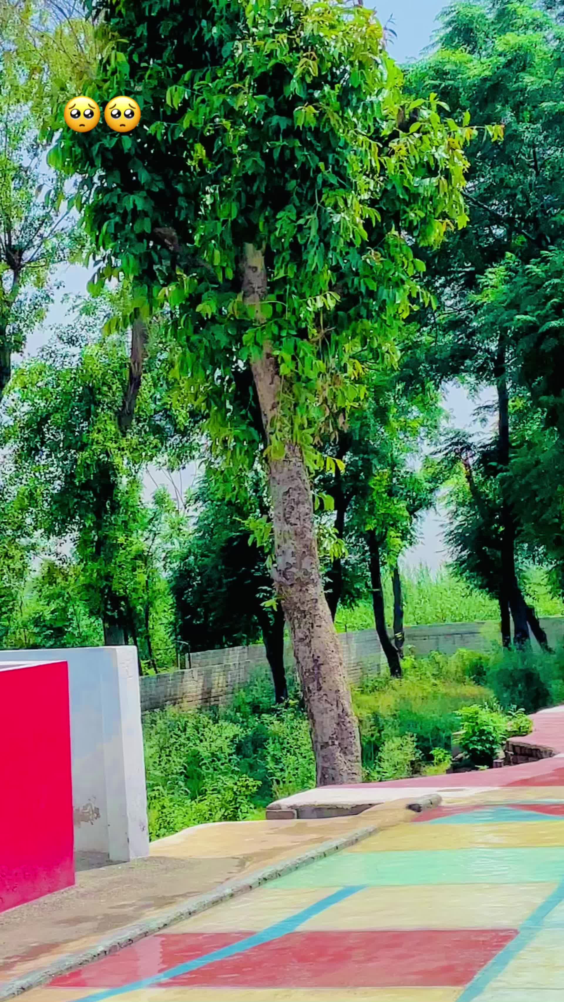 @میرا_سوہنڑا_پنڈ_مٹھہ لک 🔥