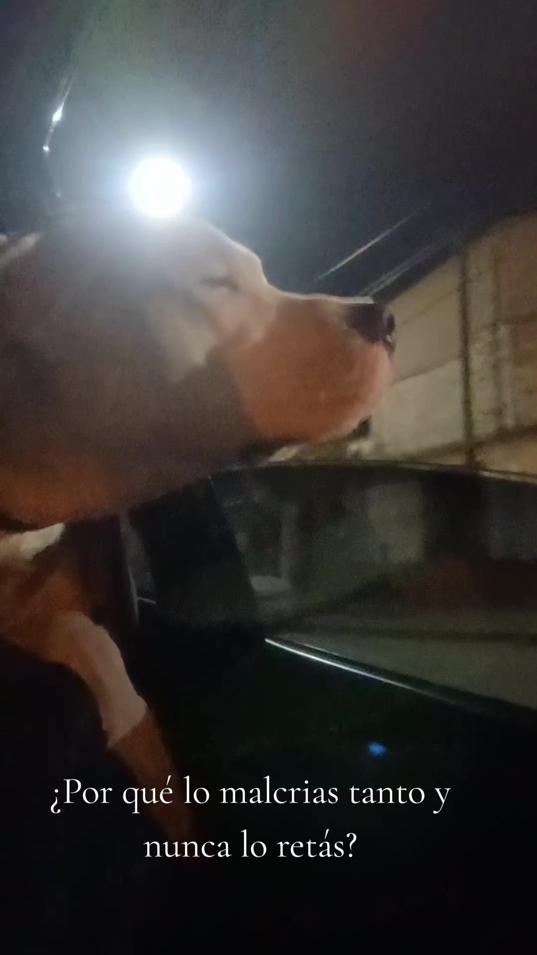 @Flor&Tango Dogo Argentino 🇦🇷