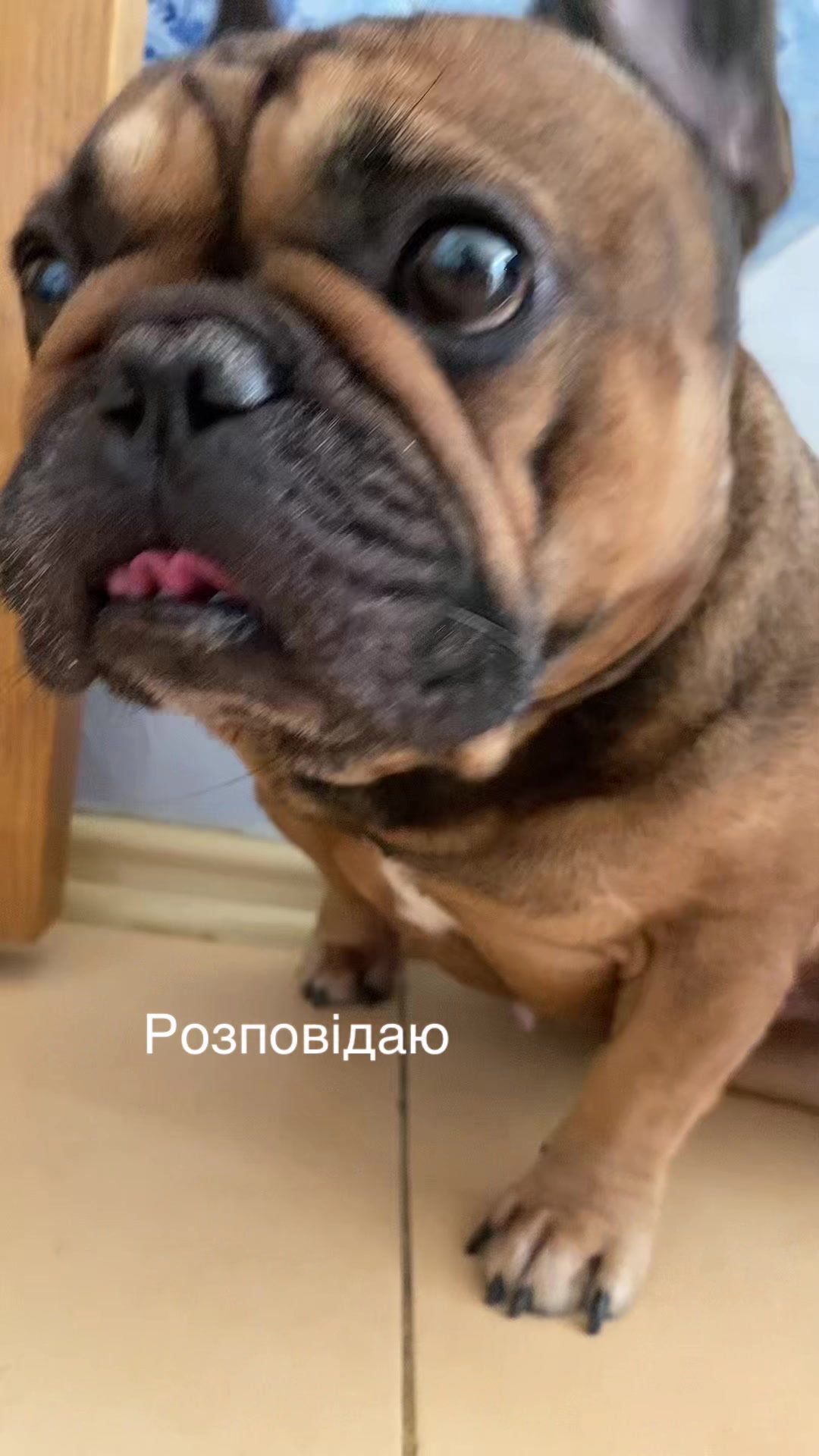 @_holly_bulls_