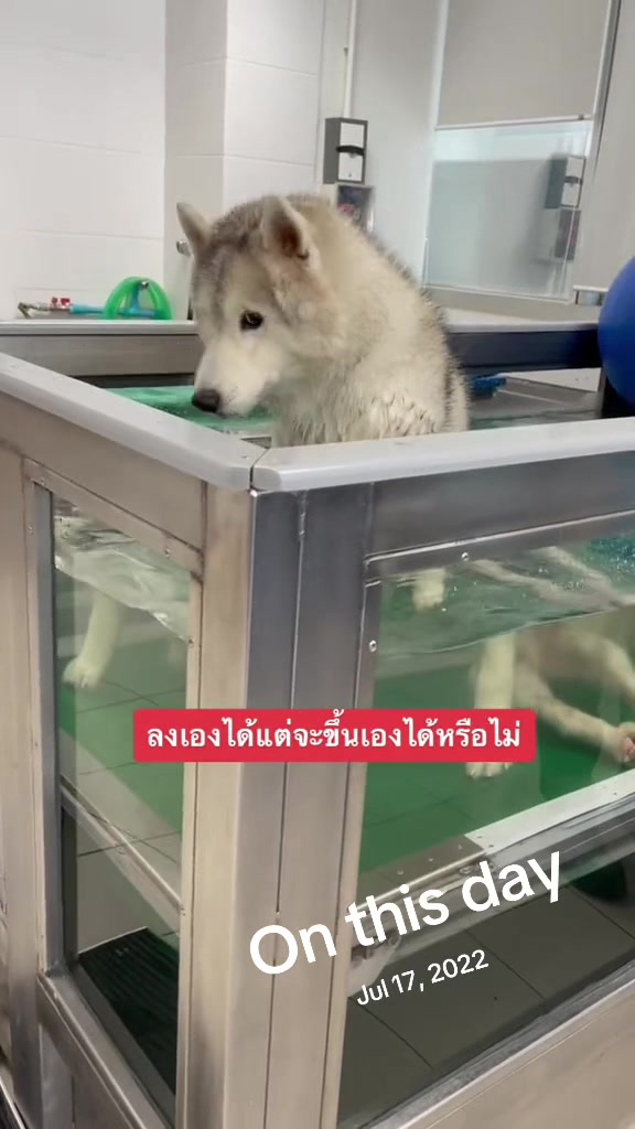 @Hachi Family 🐶🐕🦊