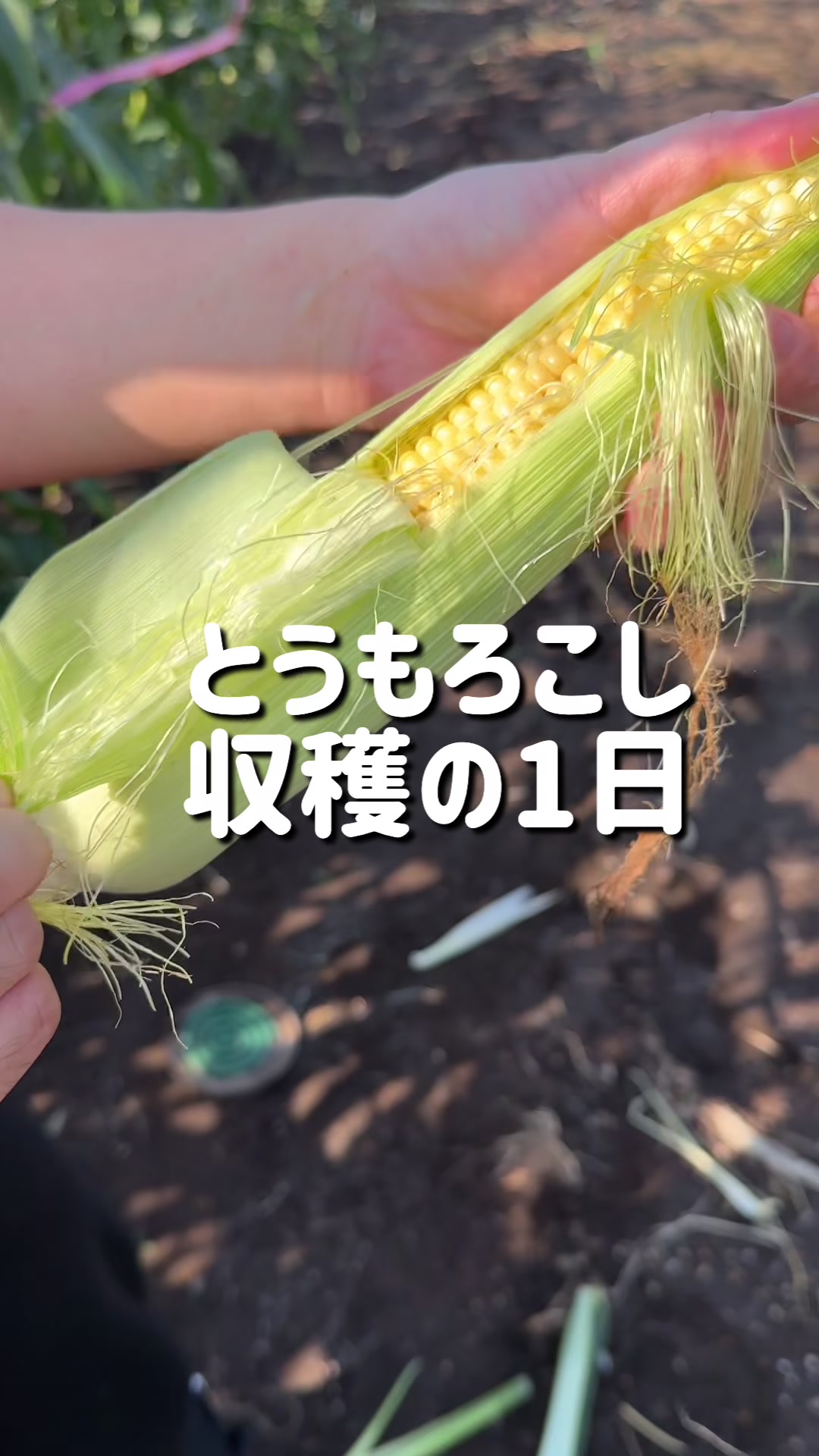 @今日の愛妻飯