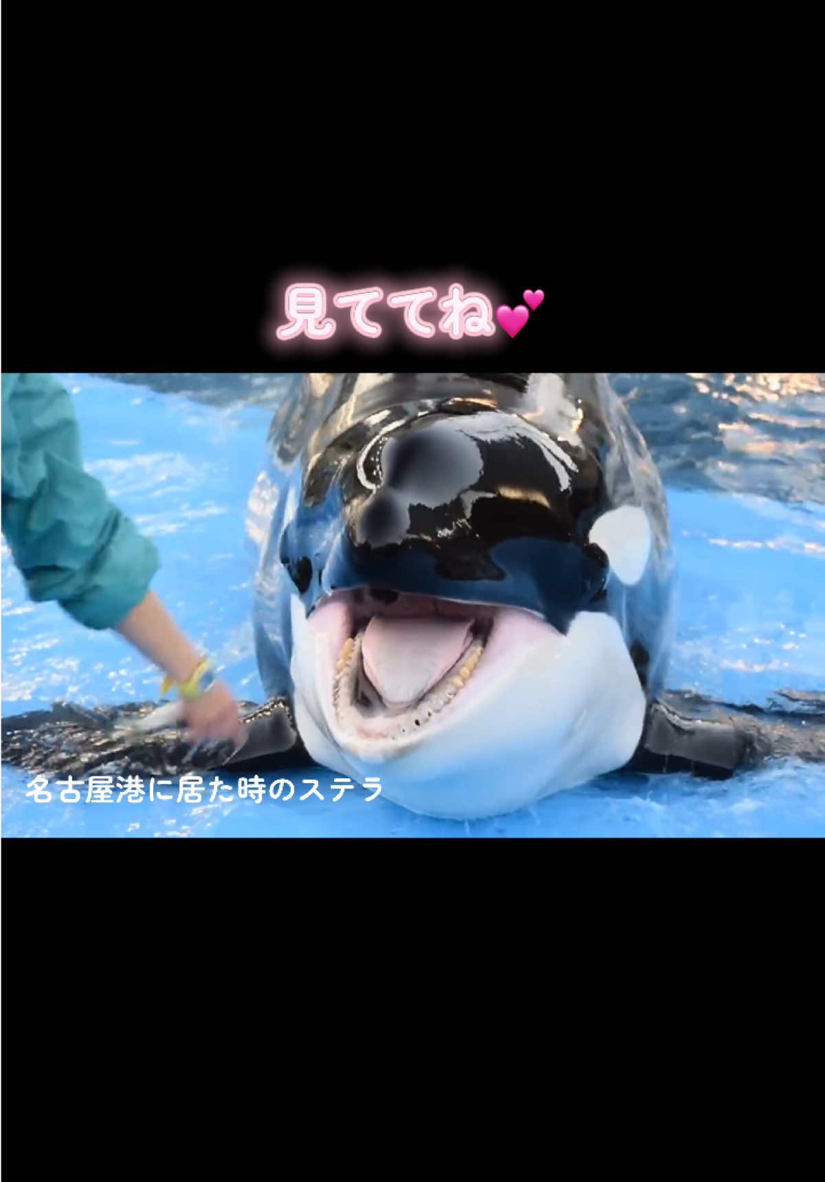 @️🫍シャチが癒し️🌈️️🫧