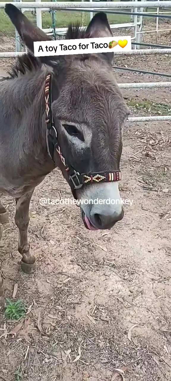 @Tacothewonderdonkey