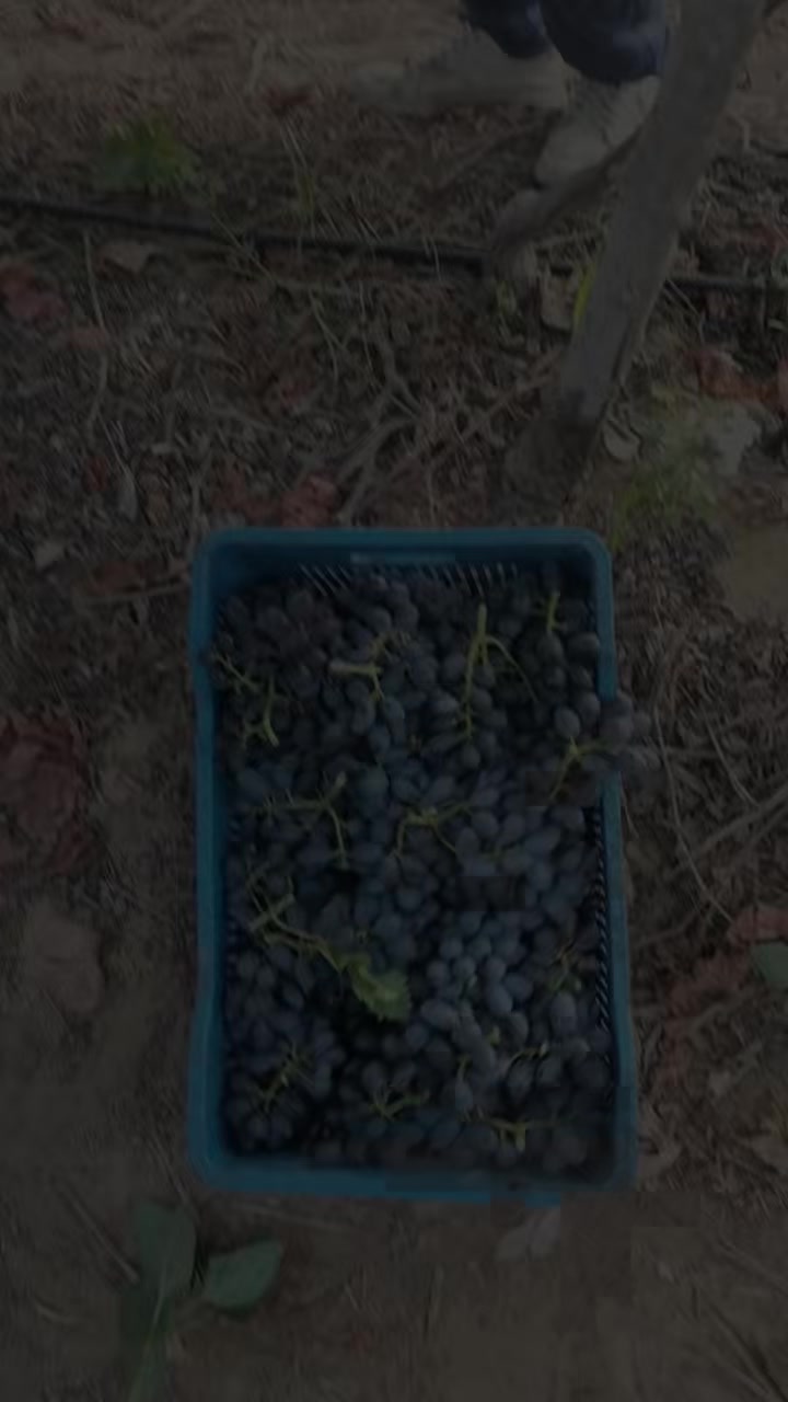 @احمد عمر