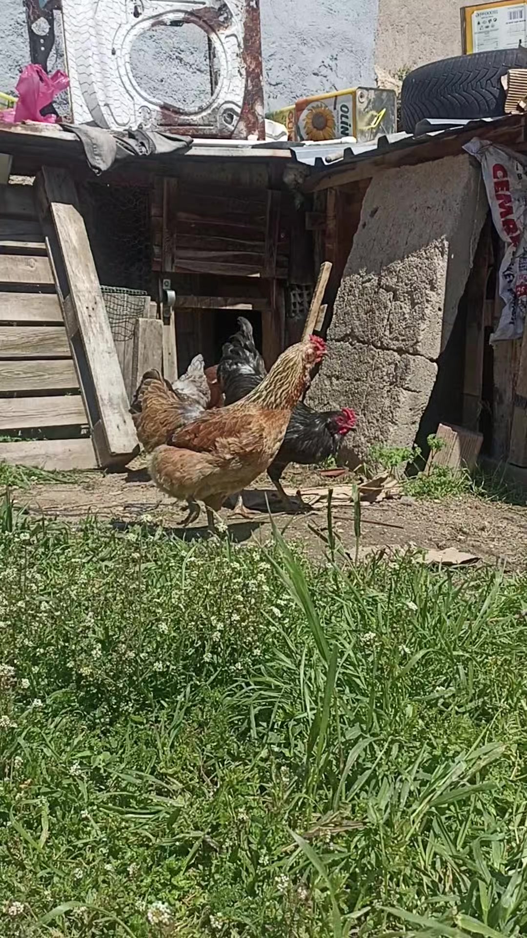 @muhammed Esad T&uuml;rkkan