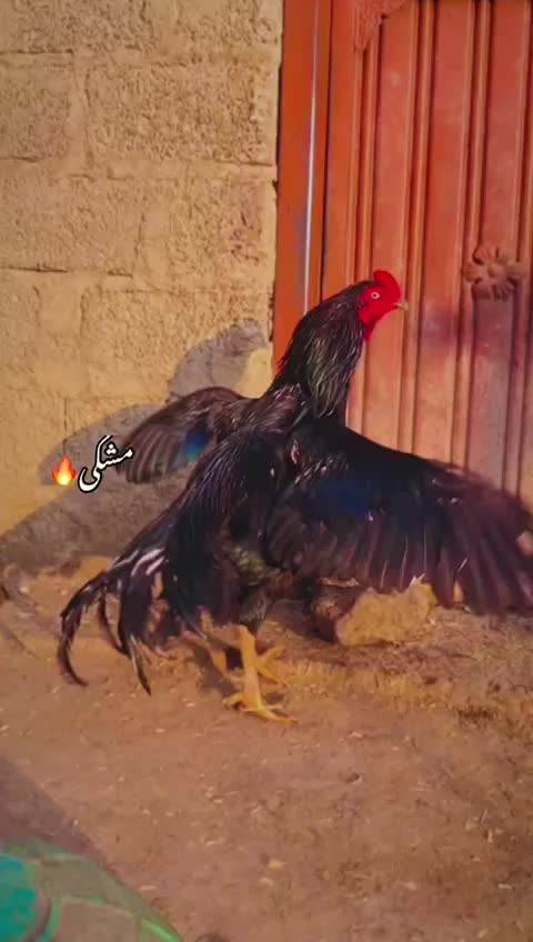 @بادشاہ اصیل گروپ جب 🔥♥️