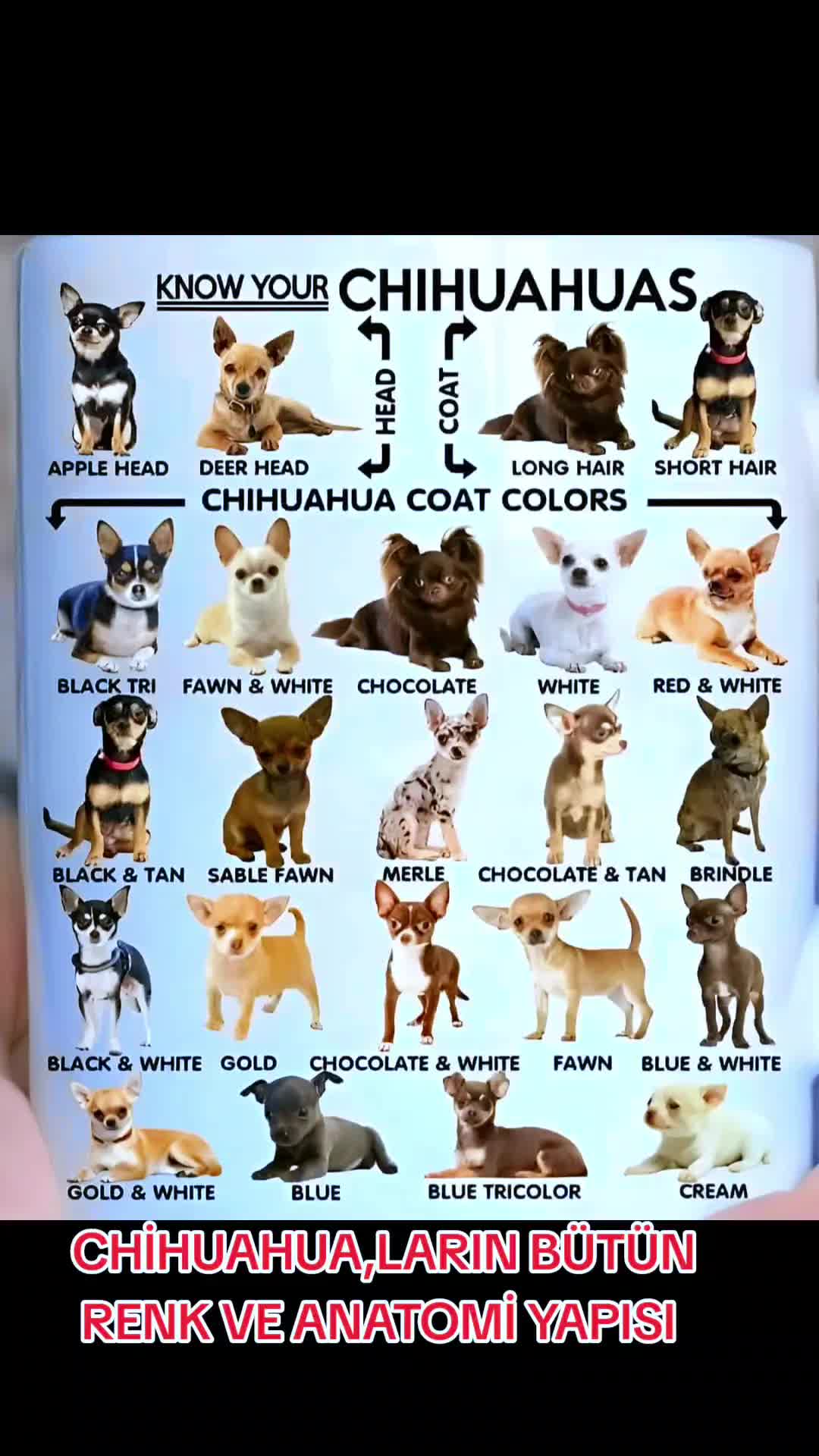 @🐕ŞHİVA MİNİK PATİLER🐕