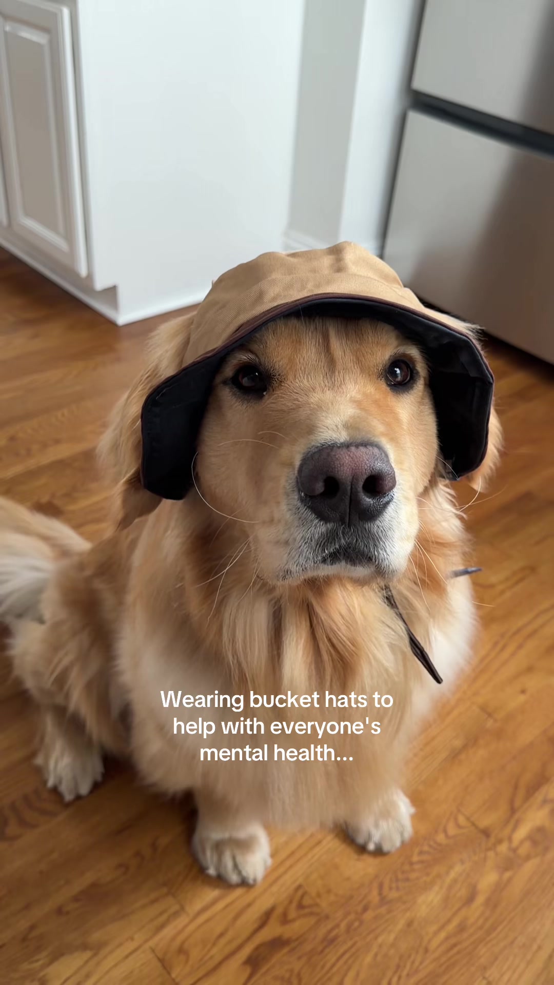 @Zebby The Golden Retriever