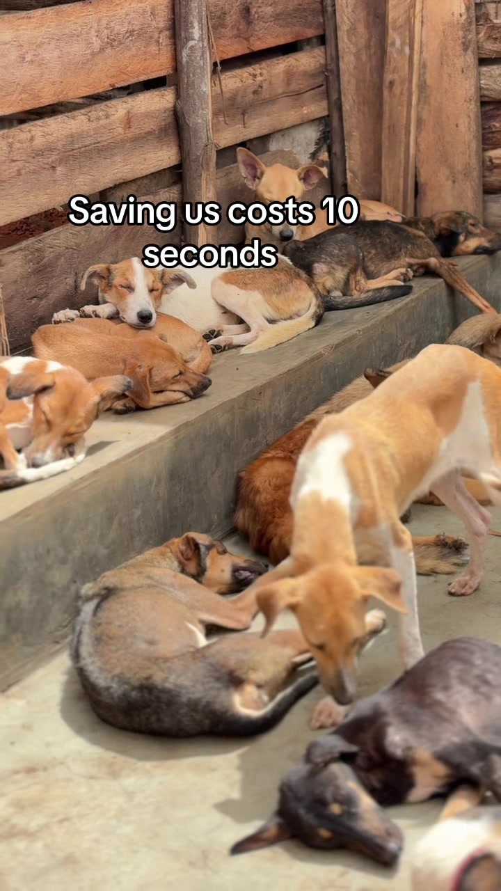 @furry_care_haven