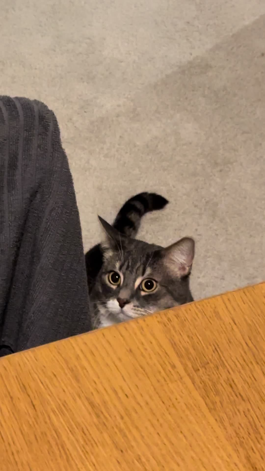 @猫のテツ