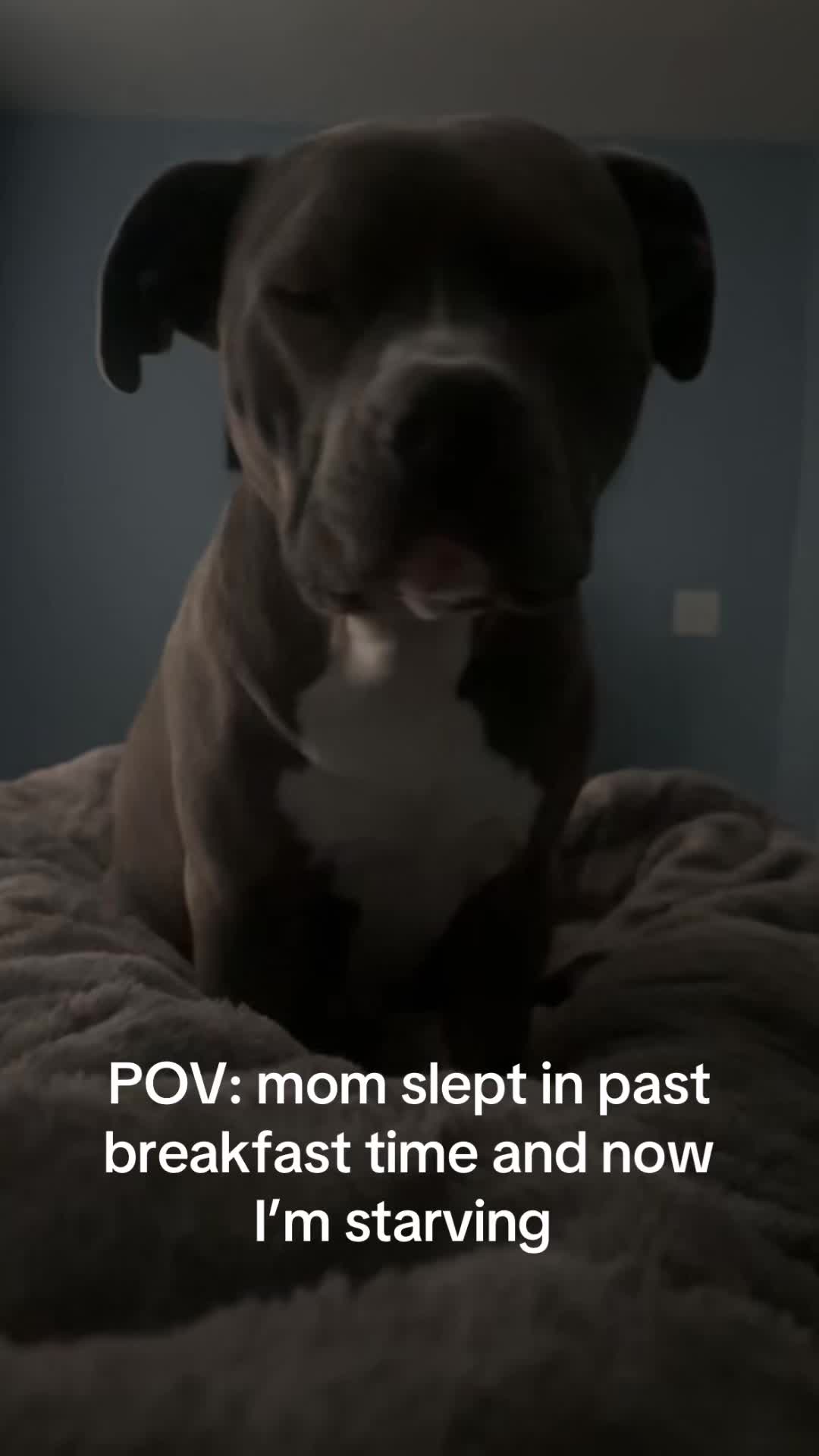 @OurPittieLittleLife🐶