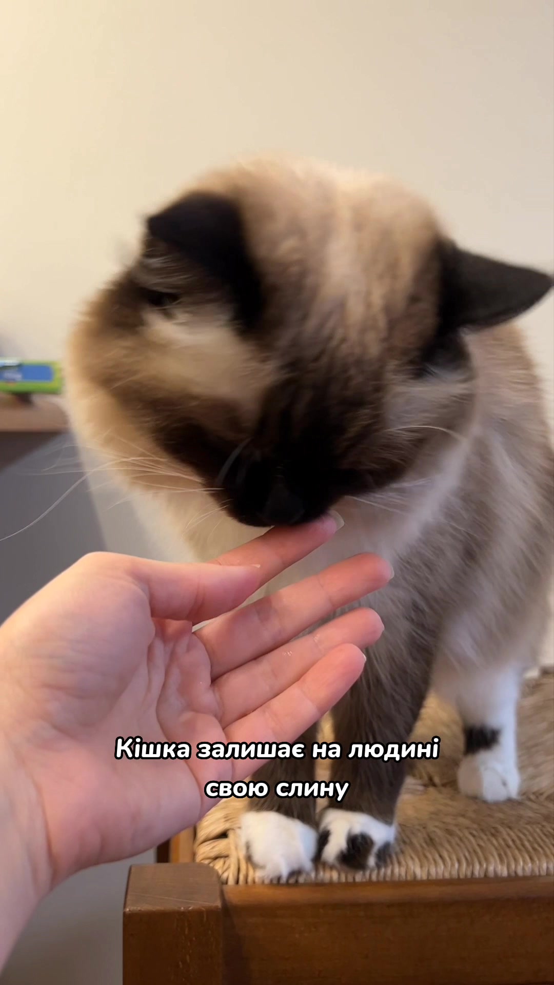 @Місс КІСЯ