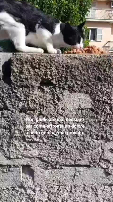 @ELETTRA L'ANIMALISTA