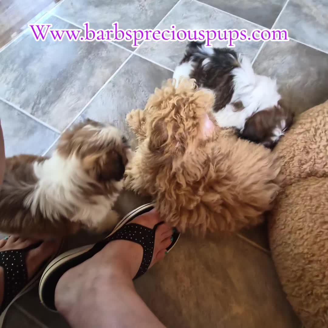 @Barb's Precious Pups