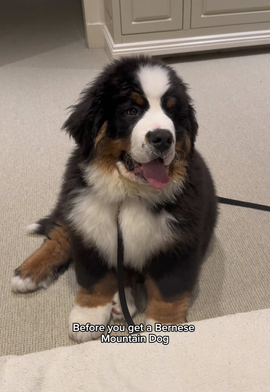 @CJ The Bernese