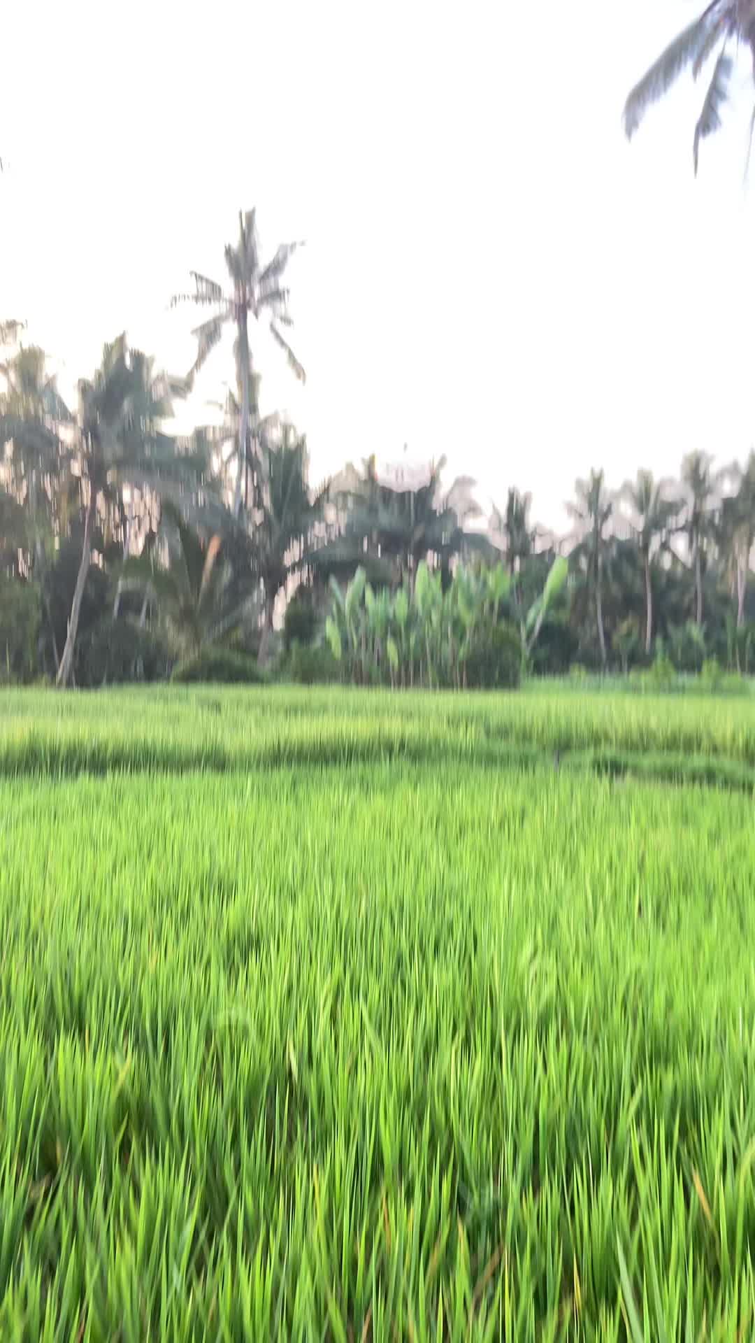 @Aripwel13