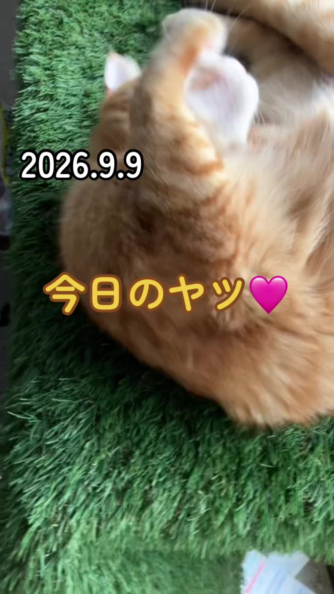 @茶トラ商店