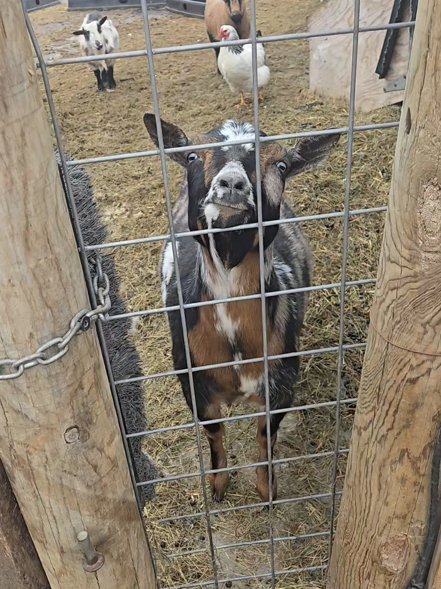 @Goat Shack
