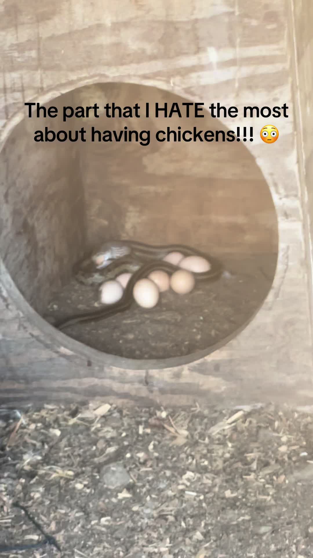 @Our Family Farm
