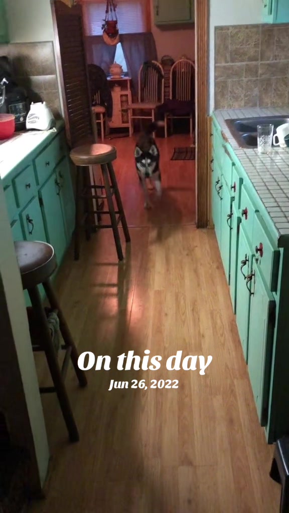 @Martin Scorsese the husky