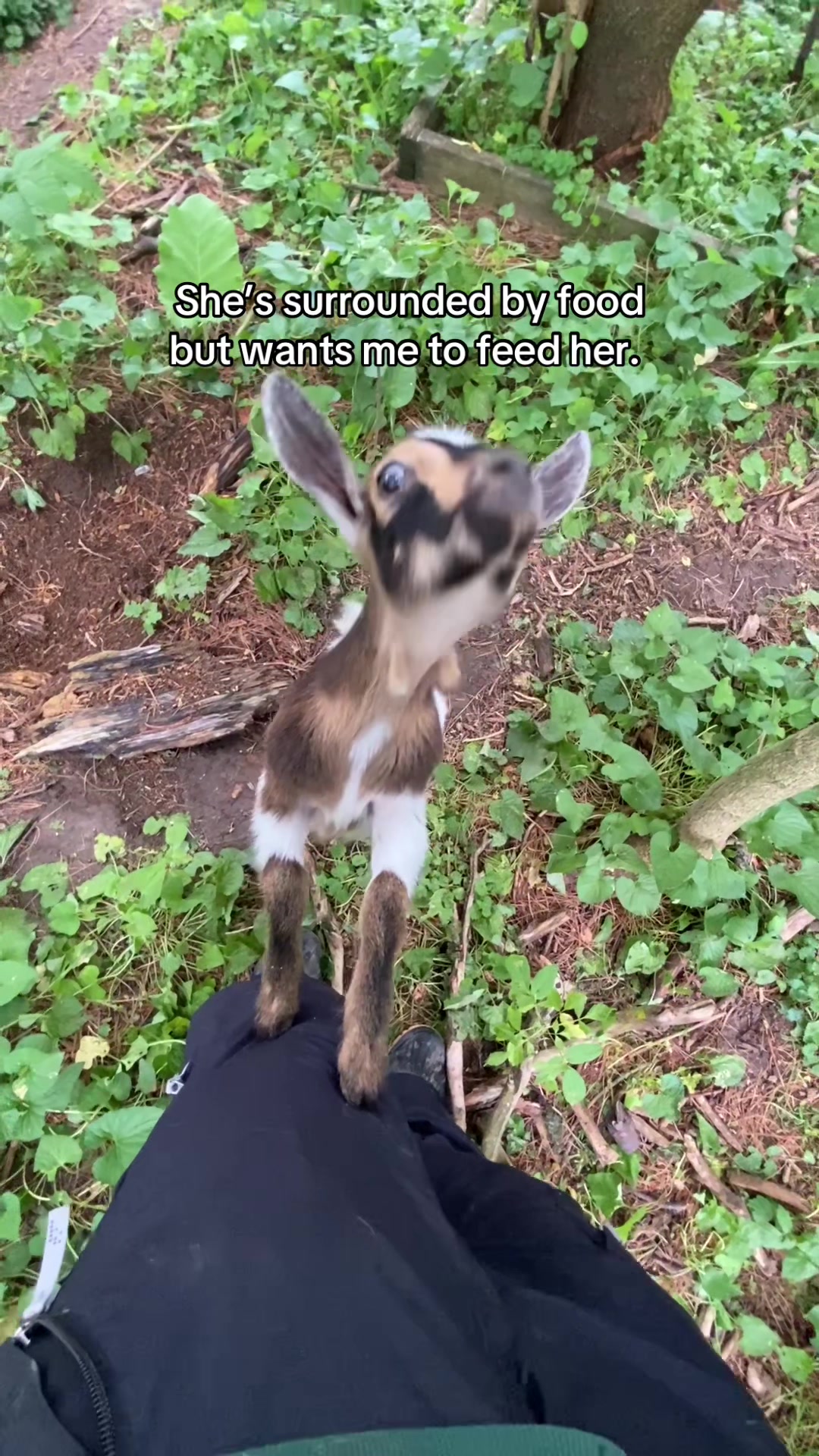 @G.O.A.T.Goats (Meara)