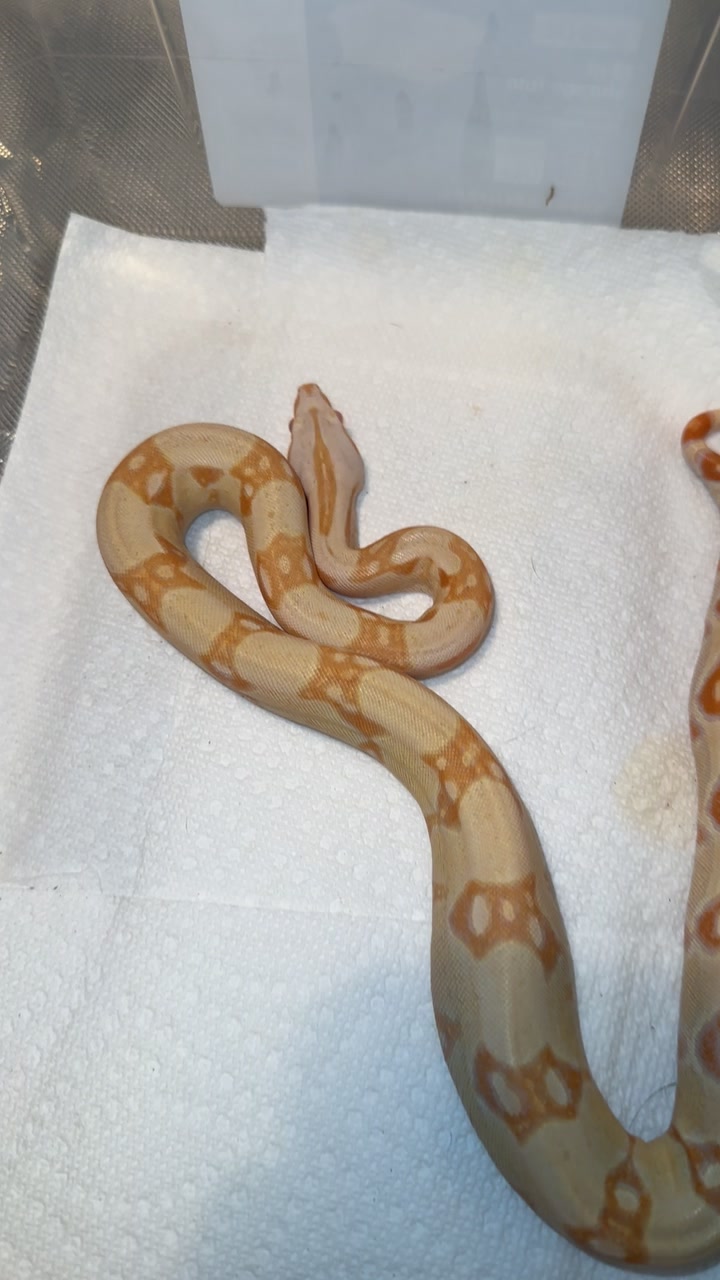 @A&L Reptiles