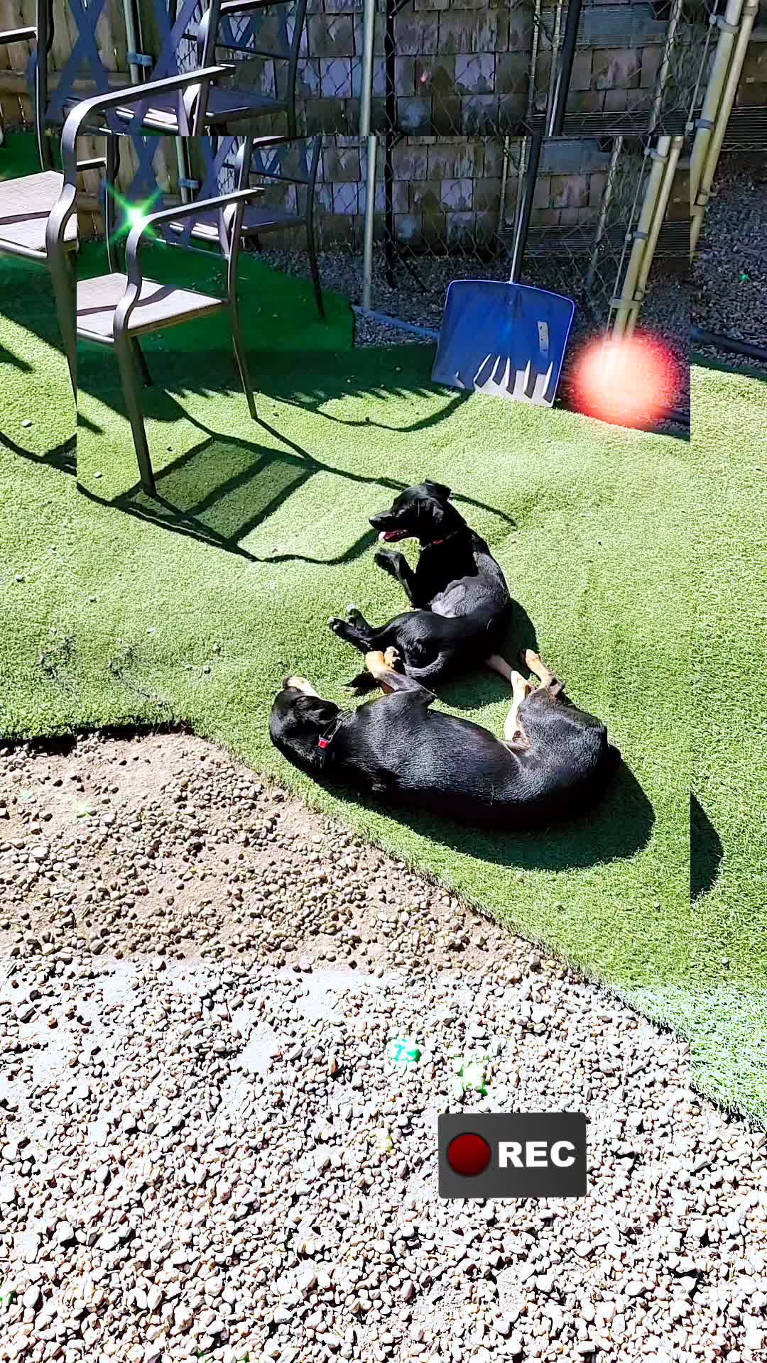 @Magicdogland.com
