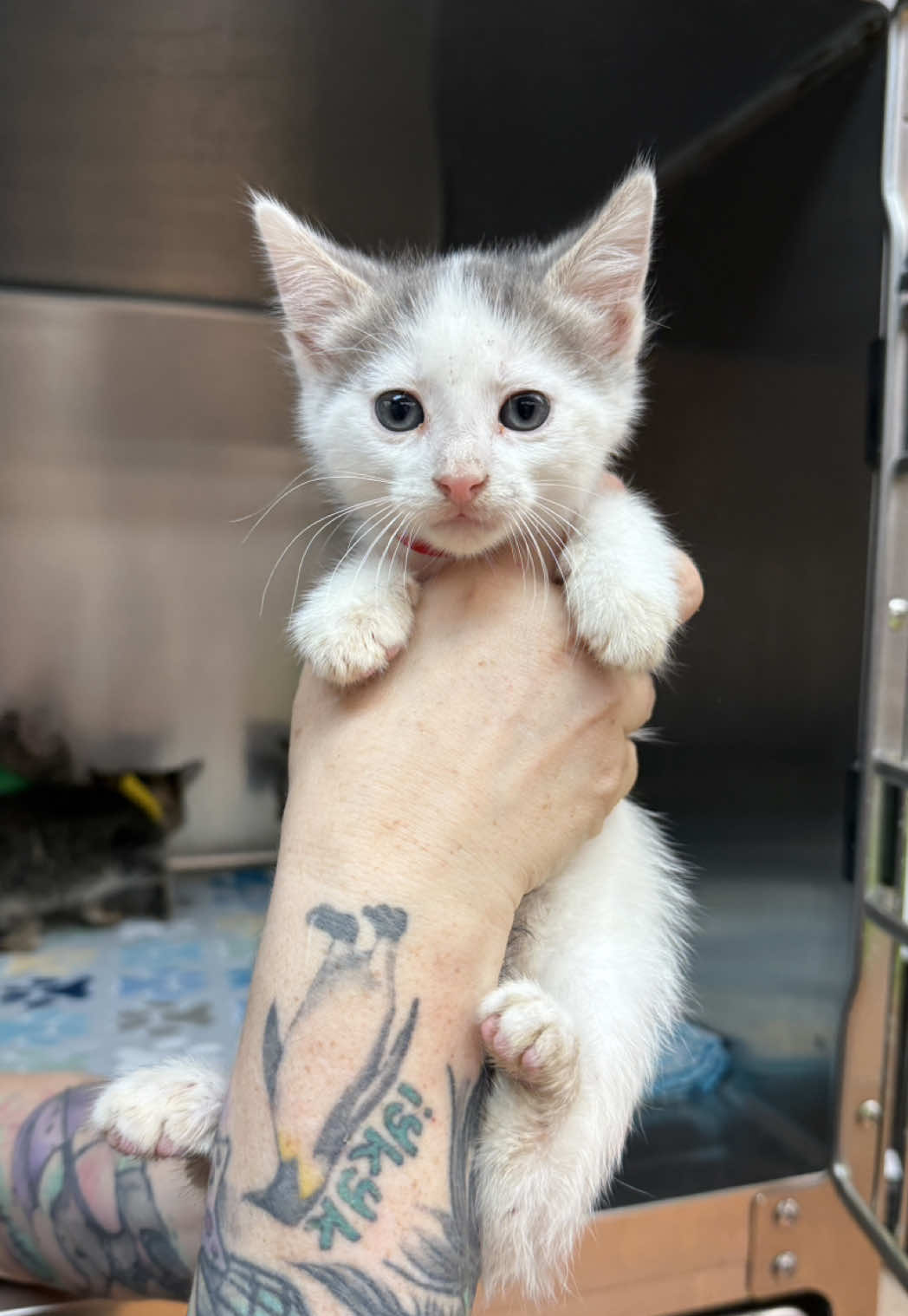@sftsanimalrescue