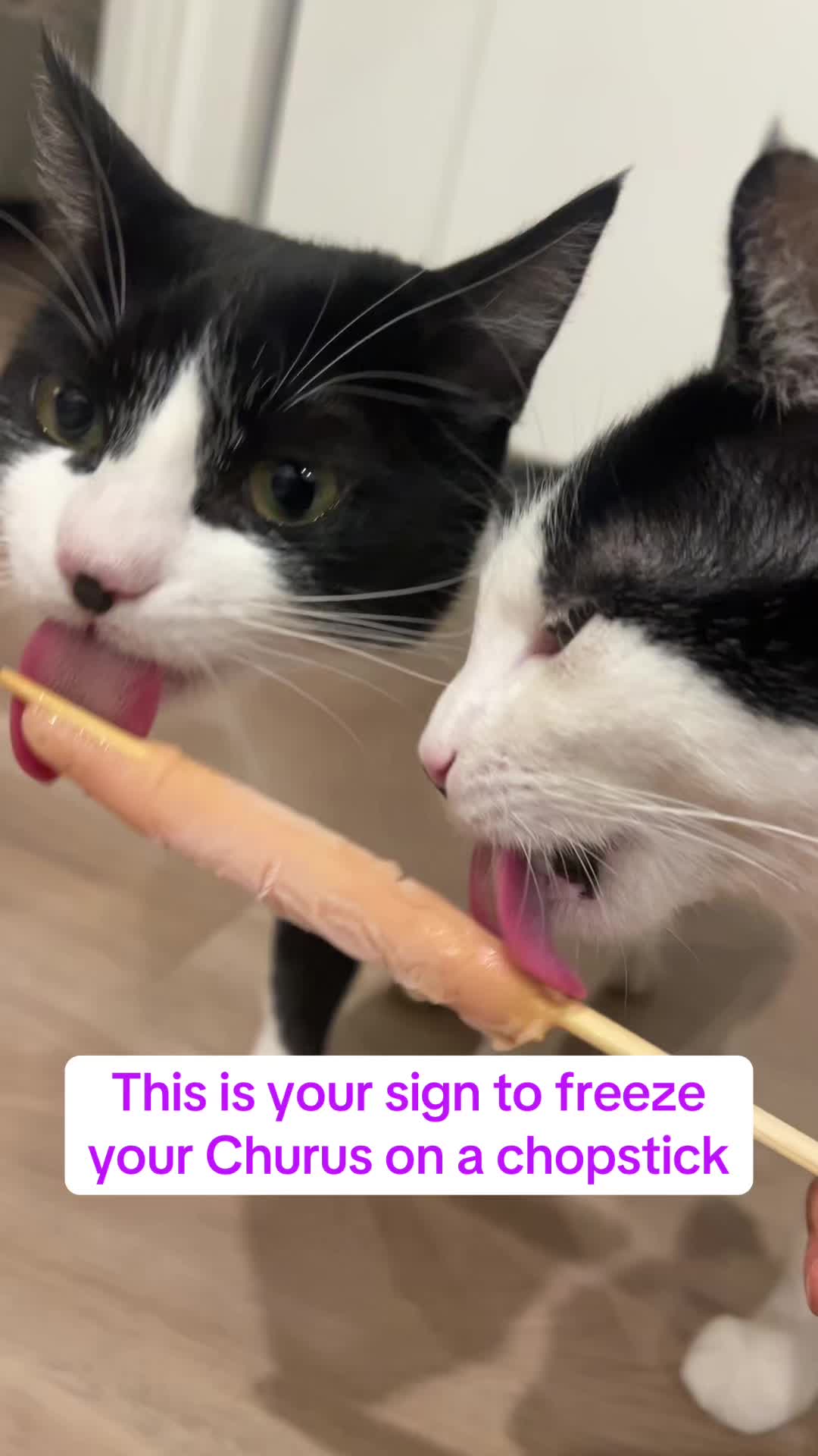 @KitAndMico