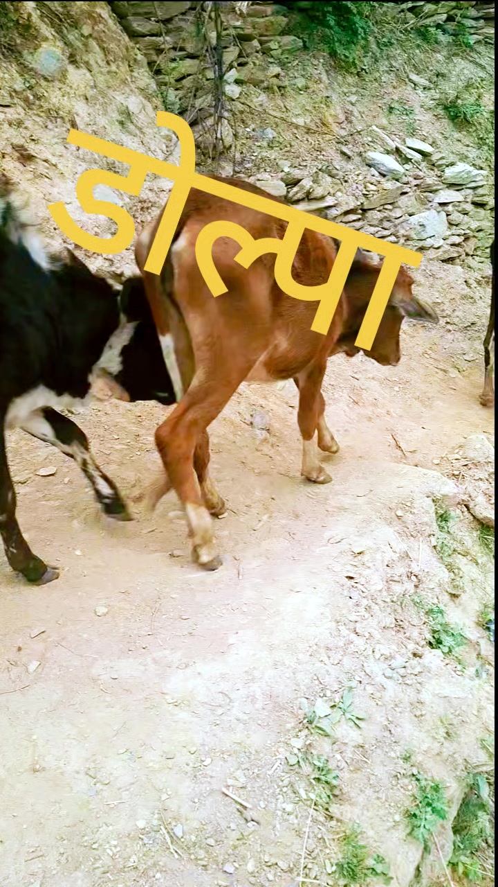 @भैरे