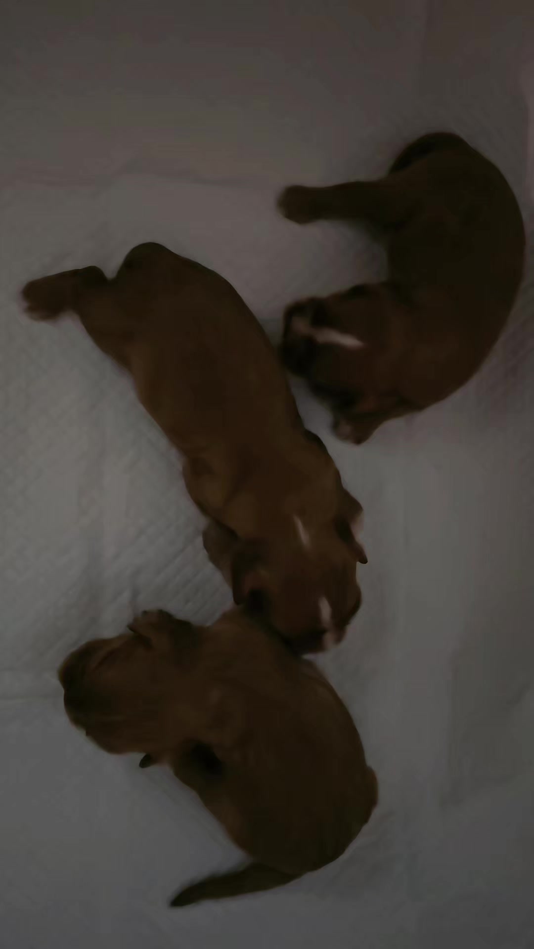 @kennel.dogs