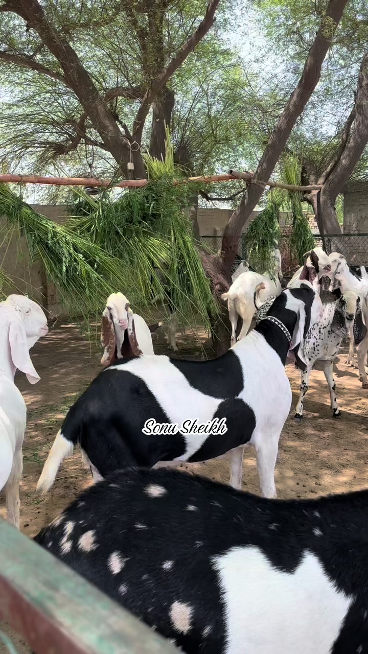 @Sheikh Goat & Cattle Farm