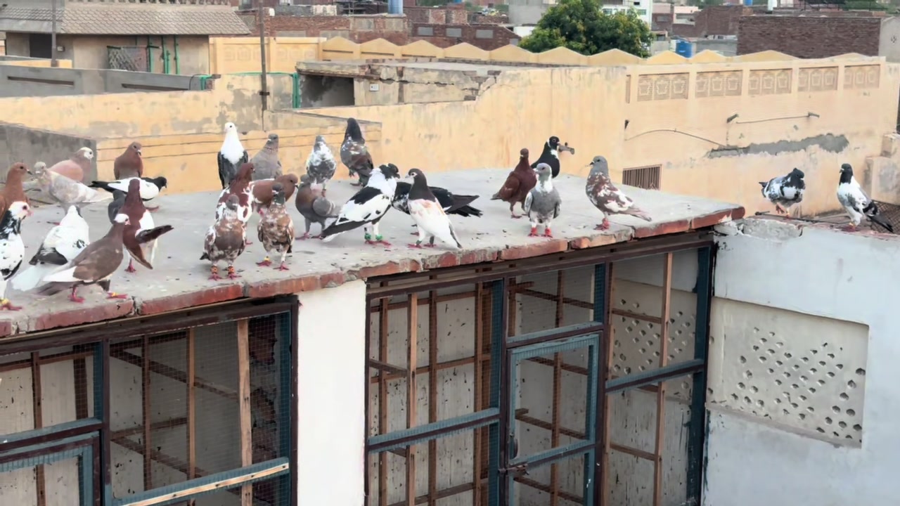 @Omer saeed gujjar