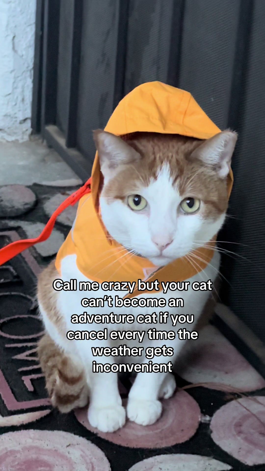 @Therapy Cat Roger & Family