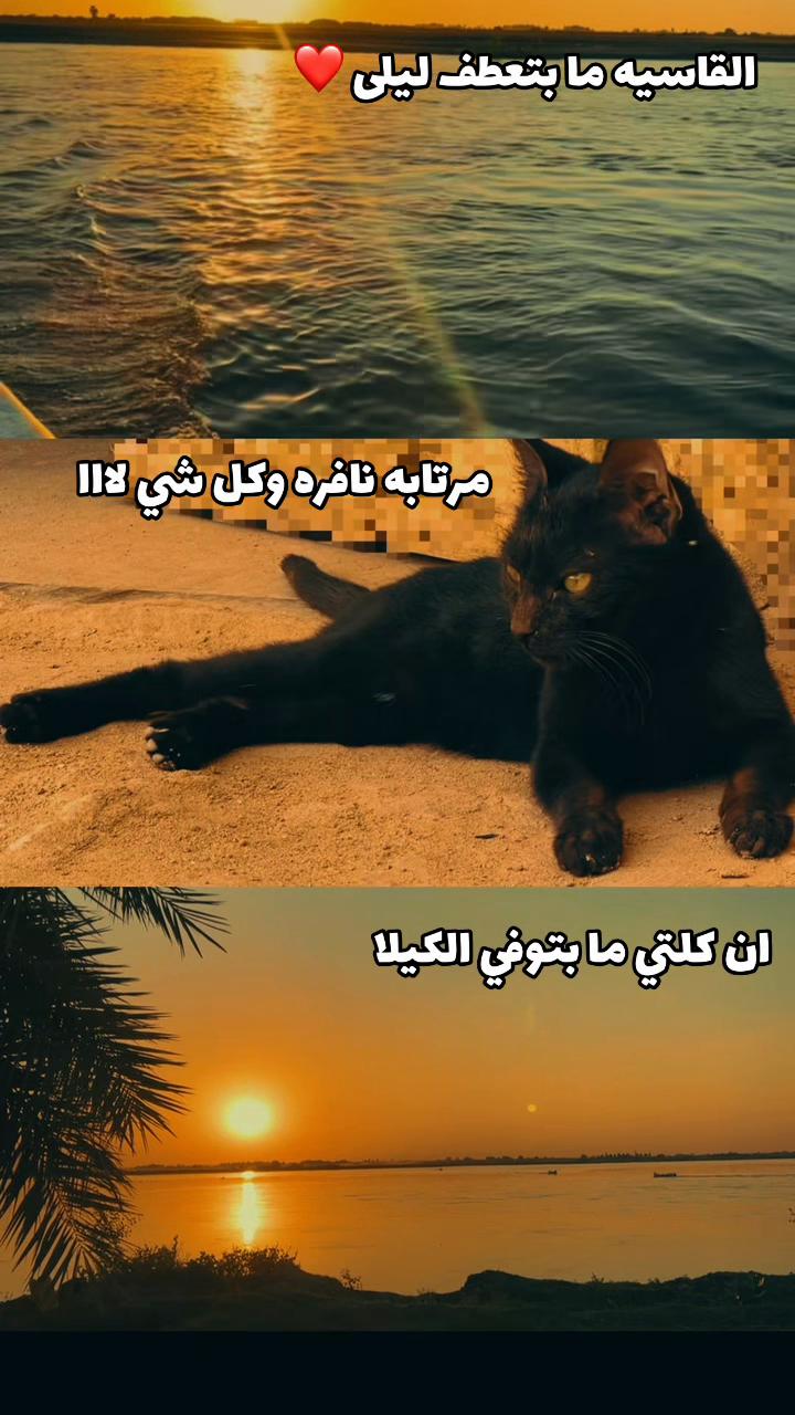 @Mozdlifah Abd Almonem