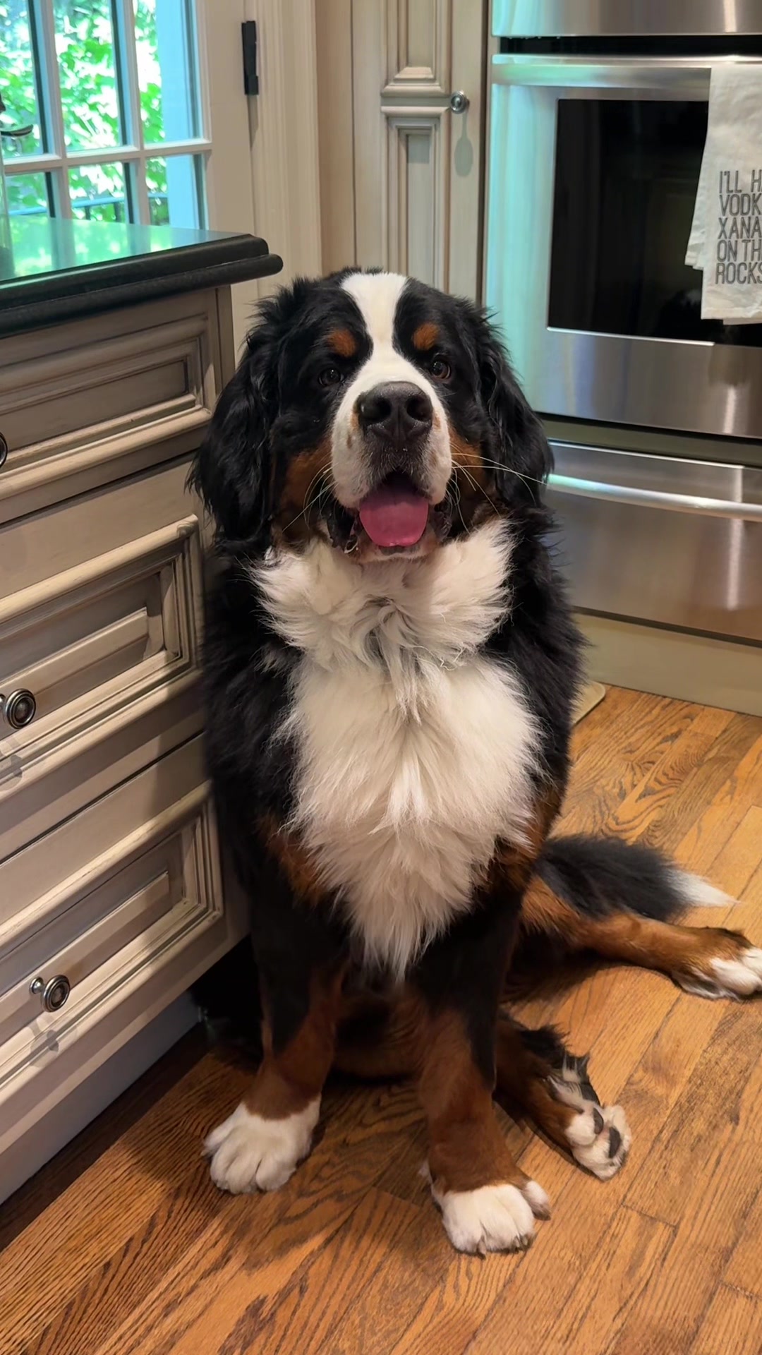 @CJ The Bernese